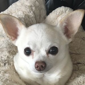 Meet your Posher, Cascassandra